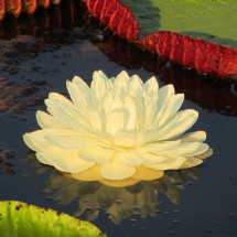 Flower of the aquatic plant